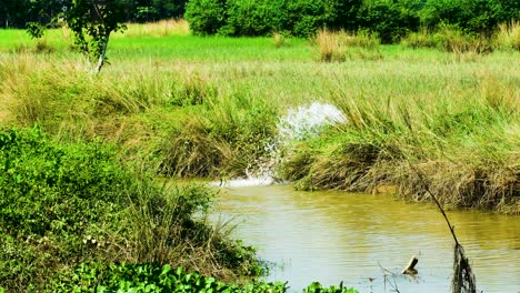 Wasserleck-Zur-Bewässerung-Fließt-In-Einen-Fluss-Auf-Dem-Land