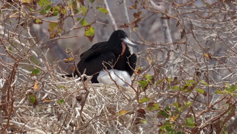 An-adult-male-frigatebird-sits-with-its-freshly-hatched,-downy-chick-in-its-nest-in-a-tree-on-North-Seymour-Island-near-Santa-Cruz-in-the-Galápagos-Islands