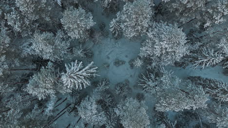 Top-shot-of-a-frozen-forest-with-trees-covered-in-ice-and-snow-in-Finland