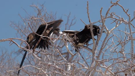 A-female-magnificent-frigatebird-feeds-a-young,-juvenile-bird-in-a-tree-whilst-being-mobbed-by-other-birds-on-North-Seymour-Island-near-Santa-Cruz-in-the-Galápagos-Islands