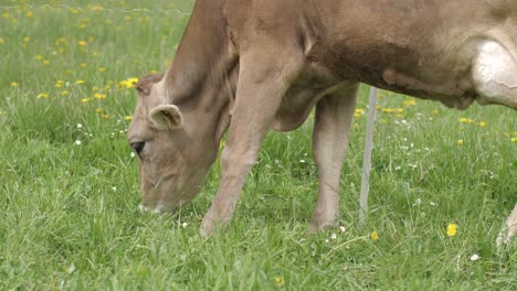 Junge-Braune-Kuh,-Die-Auf-Der-Wiese-Weidet,-Vorfrühling,-Nahaufnahme-Eines-Handschwenks