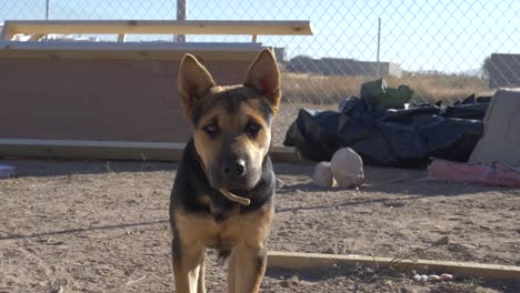 Closeup-scene-of-a-beautiful-Lonely-German-Sheperd-looking-at-the-camera-on-a-deserted-construction-site