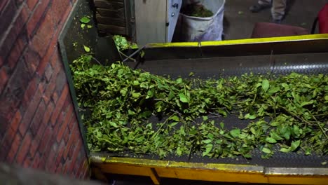 Slow-motion-shot-of-green-tea-leaves-traveling-on-a-conveyor-belt-in-a-factory-for-further-sorting-and-processing