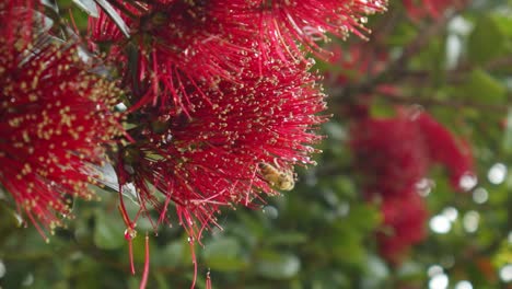 A-Bee-collecting-pollen-from-a-wet-flower-on-a-Pohutukawa-tree-before-flying-away