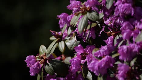 Eine-Biene-Fliegt-Und-Kriecht-Auf-Farbenfrohen-Lila-Blüten-Mit-Geringer-Schärfentiefe