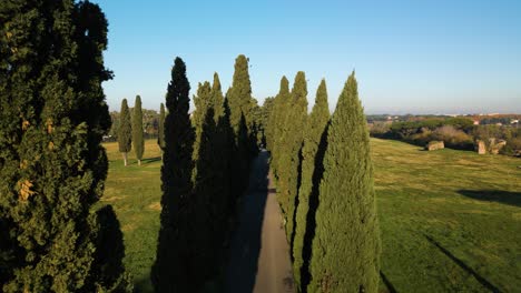 Drone-descends-along-tall-trees-lining-Appian-way-Rome-in-golden-glowing-grass-in-countryside
