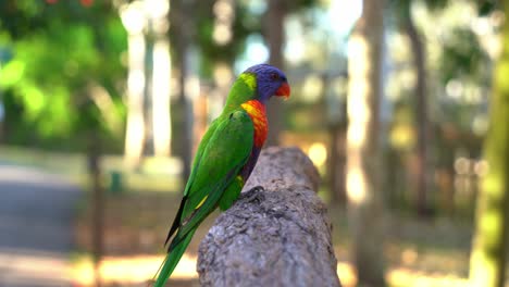 Aggressive-tourists-holding-bowl-of-sweet-nectars-feeding-wild-Rainbow-Lorikeets,-trichoglossus-moluccanus,-animal-encounter-experience-with-Australian-native-wildlife-parrot-bird-species