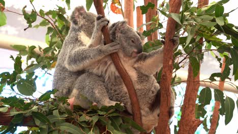 Dos-Lindos-Y-Adorables-Koalas-Del-Norte,-Phascolarctos-Cinereus,-Vistos-Durmiendo-En-La-Rama-Del-árbol,-Uno-Reposicionándose-Y-Ajustando-Su-Posición-Sentada-En-La-Horquilla-Del-árbol,-Primer-Plano