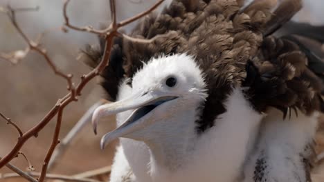 A-close-up-shot-of-a-young-magnificent-frigatebird-covered-in-downy-feathers-sitting-in-a-tree-on-North-Seymour-Island-near-Santa-Cruz-in-the-Galápagos-Islands