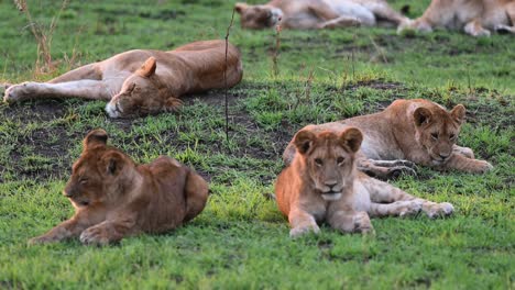 Junge-Löwenbabys-Sitzen-Und-Entspannen-Sich-Im-Masai-Mara-Nationalreservat-In-Kenia