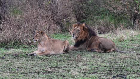 Löwenpaar-Macht-Eine-Pause-Im-Masai-Mara-Nationalreservat-In-Kenia