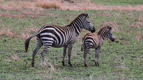 Mother-zebra-with-her-young-cub-at-the-Maasai-Mara-National-Reserve-in-Kenya