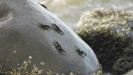 Several-Crabs-feeding-on-a-rock-in-Fiji