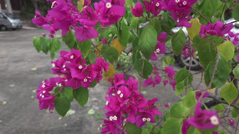 Impresionante-Variedad-De-Flores-De-Buganvilla-En-Plena-Floración