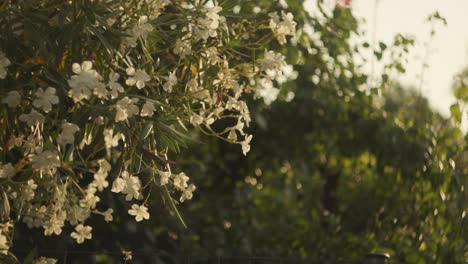 Nahaufnahme-Von-Zarten-Weißen-Mediterranen-Blumen,-Die-Zur-Goldenen-Stunde-Schimmern