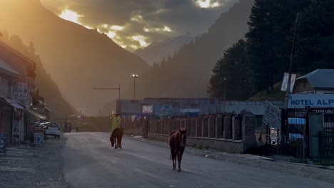 pov-shot-Two-horses-are-walking-on-the-road-at-sunset-and-many-tourists-are-watching