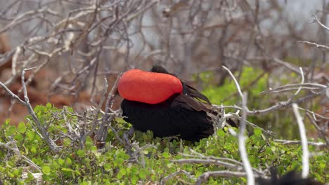 Ein-Männlicher-Großer-Fregattvogel-Putzt-Sich,-Während-Er-Seinen-Aufgeblasenen-Roten-Kehlsack-Zur-Schau-Stellt,-Während-Er-In-Einem-Baum-Auf-Der-Insel-North-Seymour-In-Der-Nähe-Von-Santa-Cruz-Auf-Den-Galápagos-Inseln-Sitzt