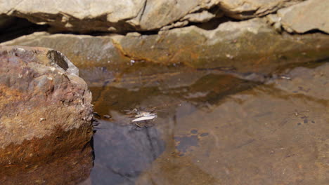 Water-strider-insects-floating-on-pond-water-surface