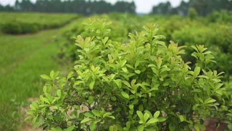 Clos-up-view-of-the-sprouting-yerba-mate-tree-leaves