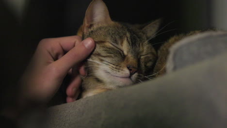 Gato-Dormido-Recibiendo-Mascota-En-Cámara-Lenta,-Primer-Plano