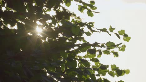 Sonnenstrahlen-Scheinen-Durch-Die-Blätter-Eines-Baumes
