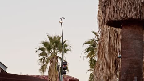 Tilt-down-from-palm-tree-to-pedestrians-walking-in-downtown-Palm-Springs,-California