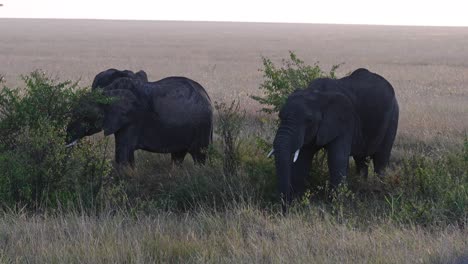 Jóvenes-Elefantes-Africanos-En-La-Reserva-Nacional-Masai-Mara-En-Kenia