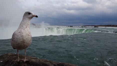 static-shot-of-a-seagull-sitting-on-a-rock-in-front-of-the-Niagara-Falls
