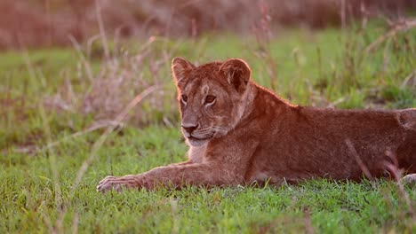 Bei-Einem-Ruhigen-Sonnenuntergang-Im-Masai-Mara-Nationalreservat-In-Kenia-Ruht-Ein-Männliches-Löwenbaby