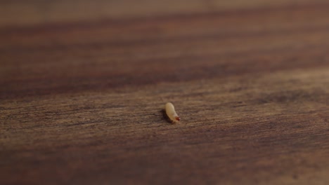 Moth-Larvae-Crawling-On-Top-Of-Wooden-Table