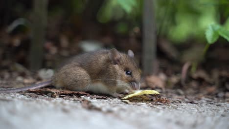 MOUSE-CLOUSE-UP-SHOOT-IN-SINAIA-WILDLIFE