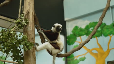 Bebé-Lémur-Sentado-En-La-Rama-De-Un-árbol-Dentro-De-Un-Zoológico
