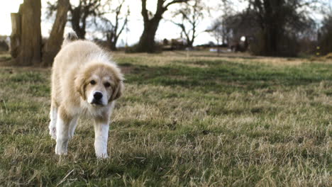 Super-slow-motion-shot-of-running-cute-mixed-Great-Pyrenees-and-Anatolian-Shepherd-Dog-on-grass-field