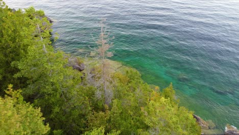 Flying-Near-Pine-Tree-Tops-Revealing-Cliff-Shoreline-in-Bruce-Peninsula,-Georgian-Bay