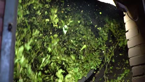Yerba-mate-processed-by-automatic-sorting-and-drying-in-slow-motion