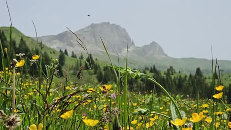 Meadow-full-of-spring-yellow-flowers-in-Italian-Dolomites