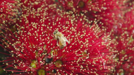 Eine-Biene-Sammelt-Nektar-Von-Einer-Pohutukawa-Blume,-Bevor-Sie-Davonfliegt