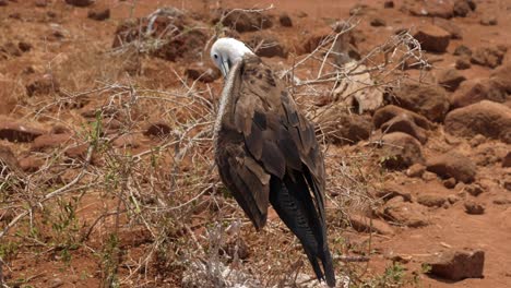 Ein-Junger-Prächtiger-Fregattvogel-Sitzt-In-Einem-Baum-Und-Putzt-Sich-Auf-Der-Insel-North-Seymour-In-Der-Nähe-Von-Santa-Cruz-Auf-Den-Galápagos-Inseln