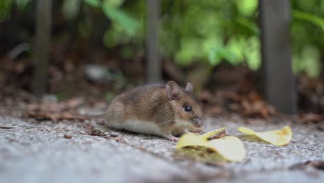 WILD-MOUSE-EATING-A-CHIPS-IN-SINAIA