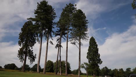 Wide-Angle-View-Of-Tall-Trees-Against-The-Sky-In-Trentham-Gardens