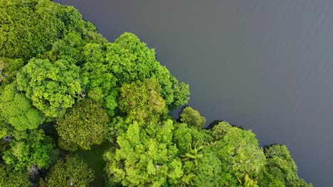 Luftaufnahme-Von-Oben-Nach-Unten-Des-Regenwalddschungels-In-Mexiko-Mit-See-Und-Tropischen-Bäumen,-Halbinsel-Yucatán