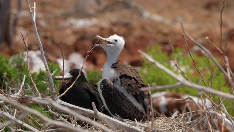 A-young-magnificent-frigatebird-covered-in-downy-feathers-sits-in-a-tree-with-the-parent-bird-in-the-background-on-North-Seymour-Island-near-Santa-Cruz-in-the-Galápagos-Islands