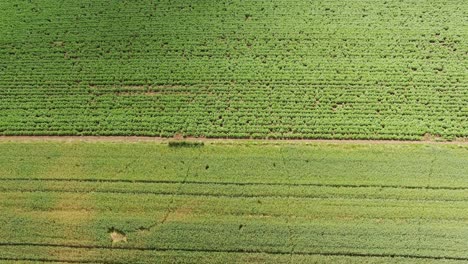 Top-down-aerial-view-on-cultivated-cereal-plants-patchwork-farmland,-rural-background