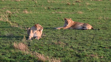 Zwei-Löwinnen-Nehmen-Am-Frühen-Morgen-Ein-Sonnenbad-Im-Masai-Mara-Nationalreservat-In-Kenia