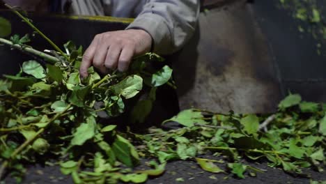 Manual-sorting-of-Paraguayan-holly-leaves-from-which-the-popular-yerba-mate-energy-tea-is-made