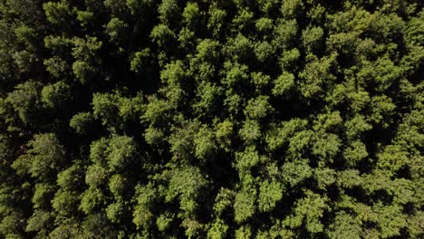 Lush-green-coniferous-trees-forest-plantation-drone-overhead-view