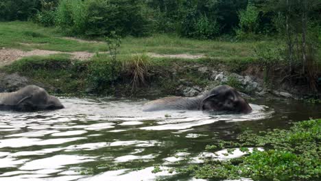 Two-elephants-walking-across-a-pond