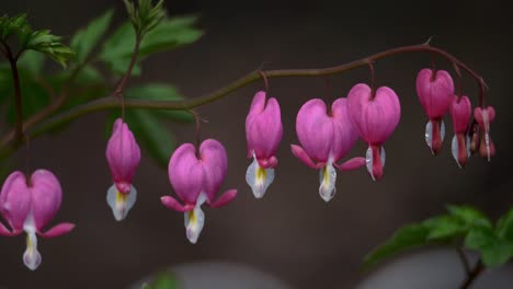 Pink-bleeding-hearts-flowers-hang-with-a-shallow-depth-of-field