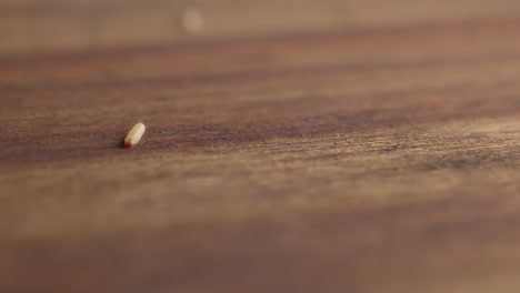 Larva-De-Polilla-Arrastrándose-Sobre-La-Superficie-De-Madera