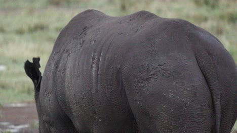 Behind-Of-A-Black-Rhino-Foraging.-Close-up-Shot